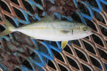 オリジナルメーカー海づり公園(市原市海づり…