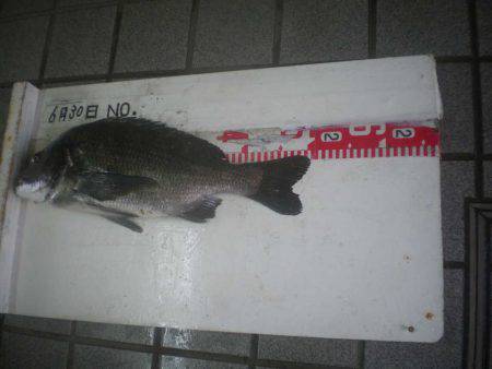 姫路市立遊魚センター 釣果