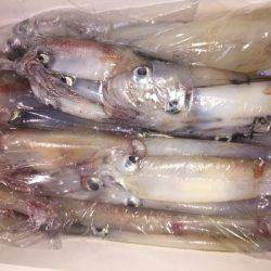 幸風（さちかぜ） 釣果