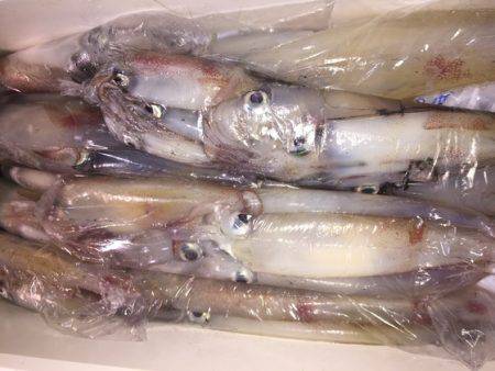 幸風（さちかぜ） 釣果