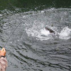 小菅トラウトガーデン 釣果