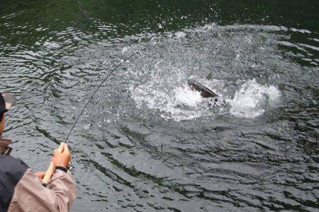 小菅トラウトガーデン 釣果