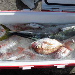 大進丸(新潟) 釣果