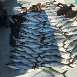 ふじしめ丸 釣果