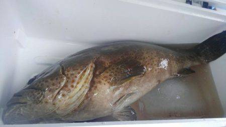 遊漁船 新鋭丸 釣果