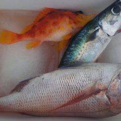 遊漁船 新鋭丸 釣果