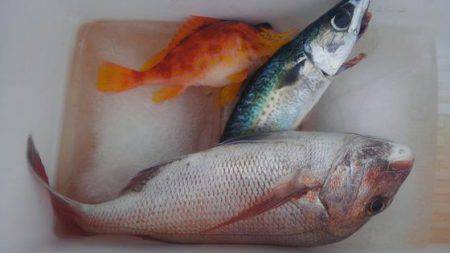 遊漁船 新鋭丸 釣果