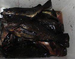 第八有漁丸 釣果