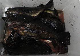 第八有漁丸 釣果