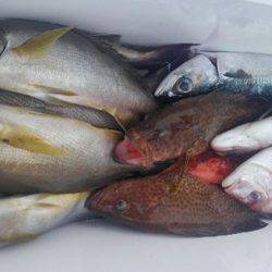 遊漁船 新鋭丸 釣果