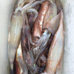 Blue.win 海人丸 釣果