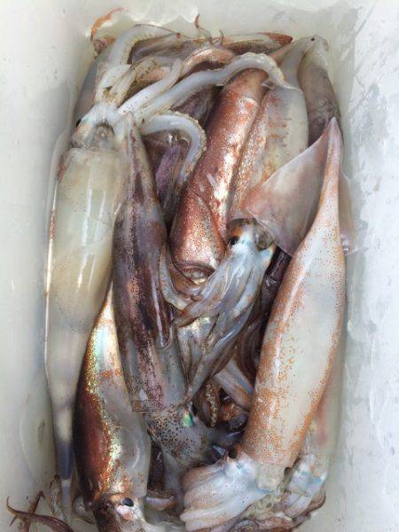 Blue.win 海人丸 釣果