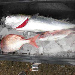 大進丸(新潟) 釣果