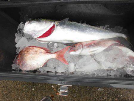 大進丸(新潟) 釣果