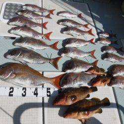 遊漁船 幸友丸 釣果