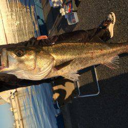 エビ撒き、イソメ、72cmのスズキゲット！！