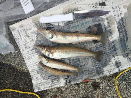 初めてのキス釣り