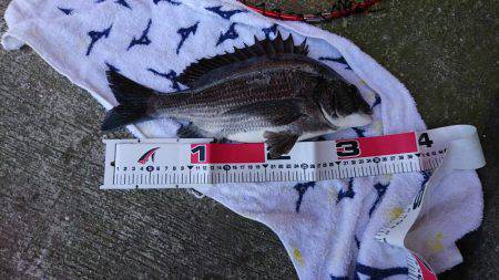 前回釣れたポイントに、サイズアップ狙い！