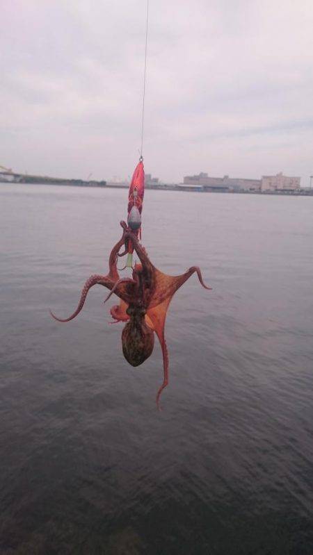 ツバスからのタコ、そしてツバス