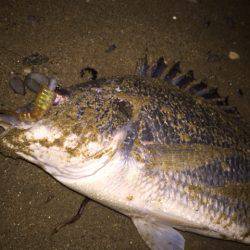 キビレ調査 NO,24