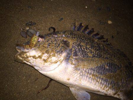 キビレ調査 NO,24