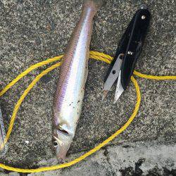 初めてのキス釣り