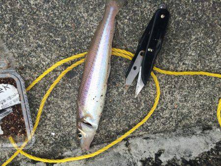 初めてのキス釣り