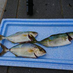 マリーナシティ釣果