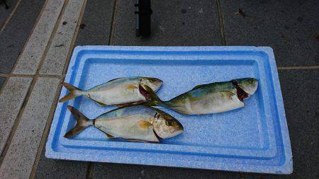 マリーナシティ釣果