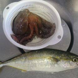 ツバスからのタコ、そしてツバス