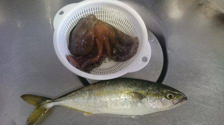 ツバスからのタコ、そしてツバス