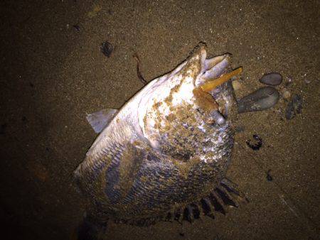 キビレ調査　ＮＯ，２４