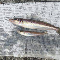 初めてのキス釣り