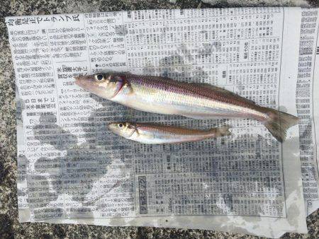 初めてのキス釣り