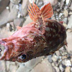 ジグシーズン開幕？