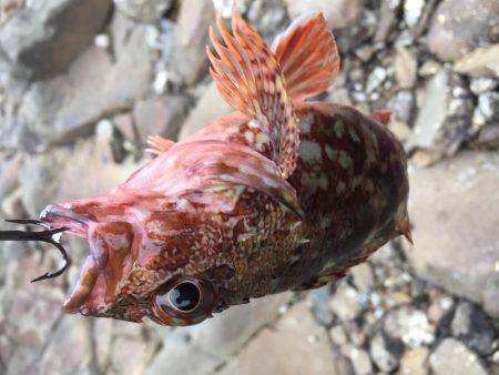 ジグシーズン開幕？