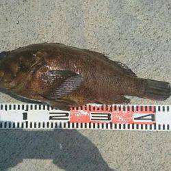 大貫丸 釣果