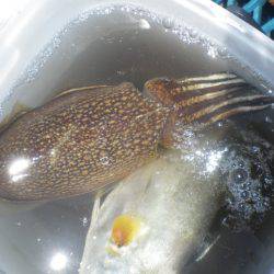 オリジナルメーカー海づり公園(市原市海づり施設) 釣果