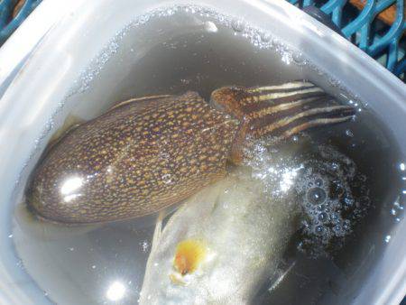 オリジナルメーカー海づり公園(市原市海づり施設) 釣果