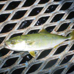 オリジナルメーカー海づり公園(市原市海づり施設) 釣果