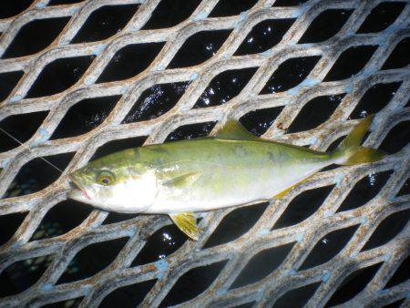 オリジナルメーカー海づり公園(市原市海づり施設) 釣果