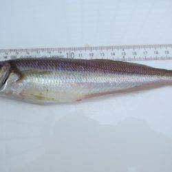 オリジナルメーカー海づり公園(市原市海づり施設) 釣果