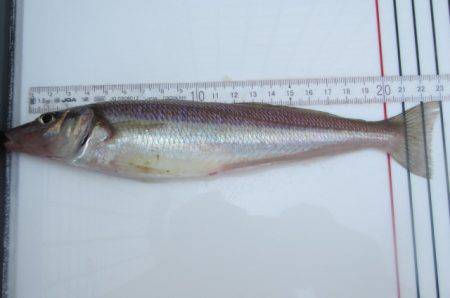 オリジナルメーカー海づり公園(市原市海づり…