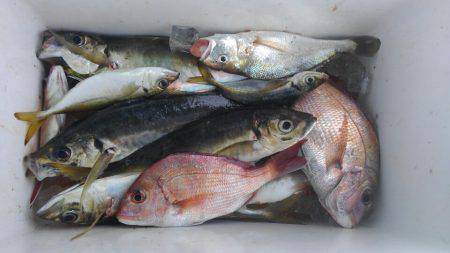 泉州丸 釣果