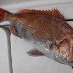 BlueNote Fishing Taxi 釣果