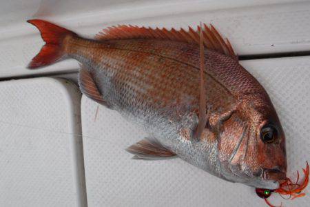 BlueNote Fishing Taxi 釣果