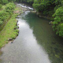 狩野川（狩野川漁業協同組合） 釣果