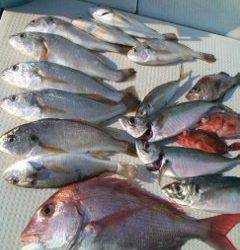 第二辰丸 釣果