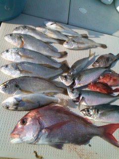 第二辰丸 釣果