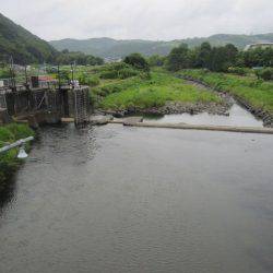 狩野川（狩野川漁業協同組合） 釣果